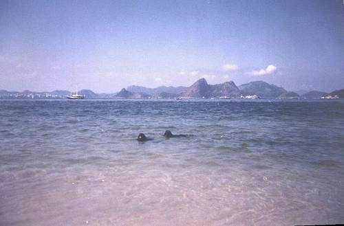A large body of water that has two black Portuguese Water Dogs swimming around in it.