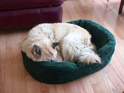 A perk-eared, tan with white dog is sleeping in a circle in a gree dog bed.
