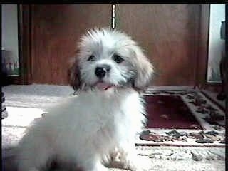 Miniature Littlefield Sheepdog Puppy