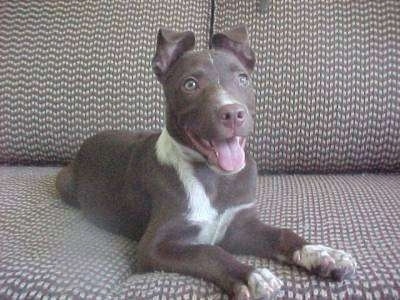 A brown with white Pit Bull/Pinscher mix puppy is laying on a couch, it is looking to the right, its mouth is open, its tongue is out and it looks like it is smiling.