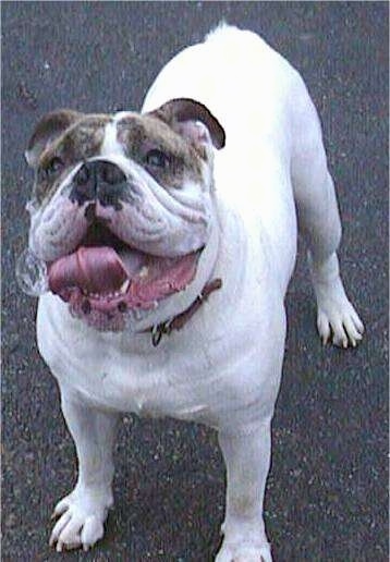 Spike the Bulldog standing on a blacktop. There is a large slobber bubble on the side of Spikes open mouth. His tongue is curled.