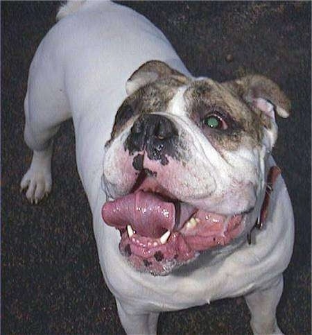 Spike the Bulldog is looking up and to the left with his mouth open and his tongue curled. He has drool all on the side of his face