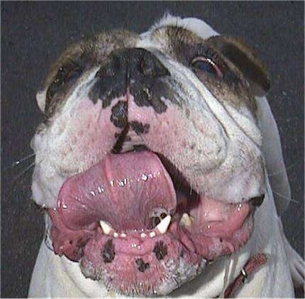 Close Up - Spike the Bulldog is looking up. His tongue is making a U shape in his mouth and his lips are all wet and slobbery.