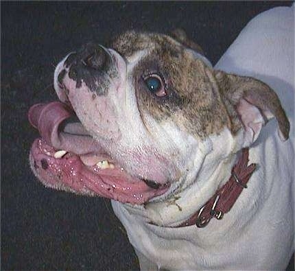 Close Up - Spike the Bulldog is looking up and to the right. His mouth is open and his tongue is out. He is all shiny wet all over his lips.