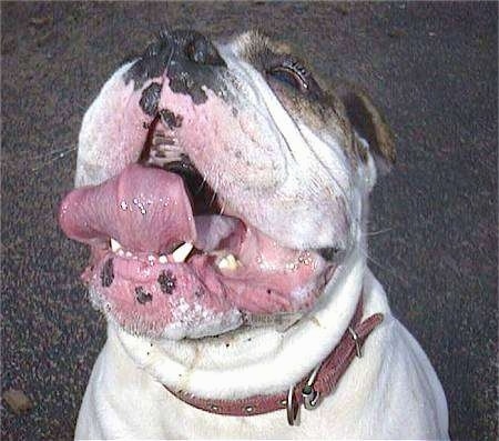 Close Up - Spike the Bulldog is sitting on a blacktop. His mouth is open and his large wide tongue is curled up and there are bubbles of white slobber all over his chin and lips.