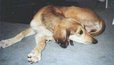 A tan with white Saluki puppy is laying down on a carpet and its head is facing the right.