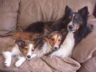 A black and white with brown Shetland Sheepdog is laying against the back of a tan couch and laying in front of it is two sable Shetland Sheepdog puppies.