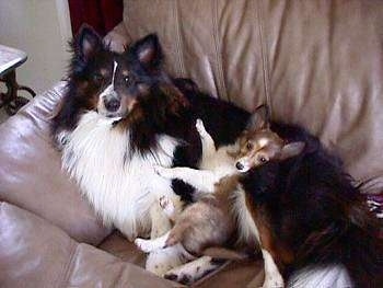 A black and white with brown Shetland Sheepdog is laying against the back of a couch and laying on top of it is a sable Shetland Sheepdog puppy.