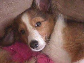 Close up - Close up head shot - A brown and white Shetland Sheepdog puppy is laying against the back of a couch and it is looking up.