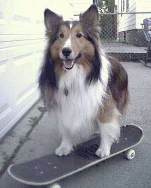 Front view - A black, white and brown Shetland Sheepdog has its front legs on top of a skateboard and its hind legs are on a concrete surface. It is looking forward, its mouth is open and it looks like it is smiling.
