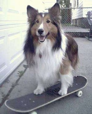 Shetland Sheepdog - Sheltie Puppy Dogs