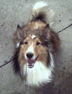 Topdown view of a wet black, white and brown Shetland Sheepdog sitting on a sidewalk, it is looking up, its mouth is open and it looks like it is smiling.