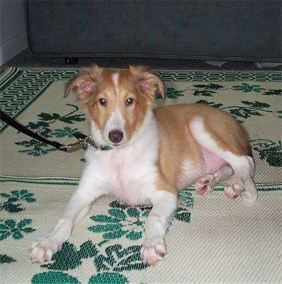 Front side view - A shorthaired tan and white Shetland Sheepdog puppy is laying on a rug and it is looking forward.