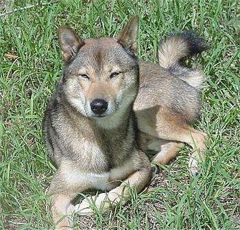 Front side view - A tan with black and white Shikoku dog laying in grass and its head is tilted up and it is looking forward. The sun is shining on the dog and its eyes are squinted.