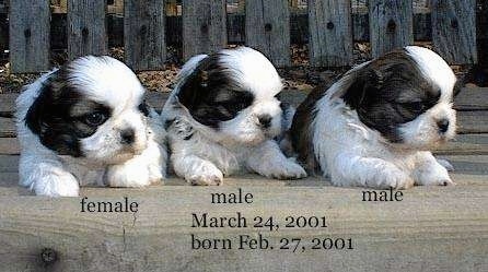 Three young black and white Shih-Tzu puppies are laying on a wooden bench and they are looking to the right. The words - female male male March 24, 2001 February 27, 2001 - are overlayed at the bottom of the image.