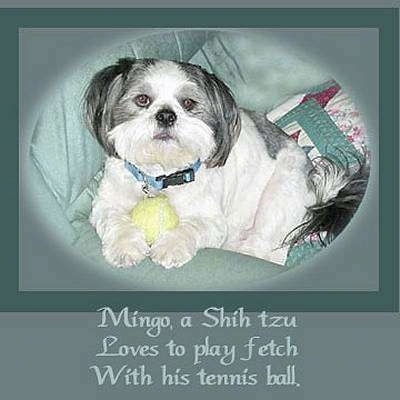 Close up front side view - A white with tan and black Shih-Tzu is laying on a couch and it has a tennis ball in between its front paws. The image has a green border around it and the words - Mingo, a Shih tzu Loves to play fetch With his tennis ball. - is overlayed at the bottom middle.