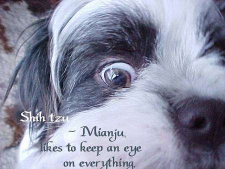 Close up - A quarter of a white with grey and black Shih-Tzus face of one eye and half of its nose. The words - Shih Tzu ~ Mianju, likes to keep an eye on everything. - are overlayed at the bottom of the image.