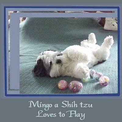 A black and white Shih-Tzu is laying on its back belly up, preparing to roll and it is surronded by plastic eggs. There is a blueish grey border around the image and the words - Mingo a Shih tzu Loves to Play - is overlayed in the bottom middle of an image.