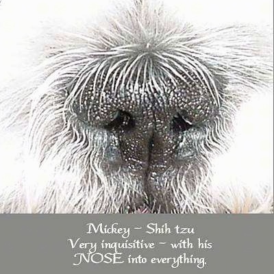Close up - The nose of a white Shih-Tzu, there is a grey border at the bottom of the image and the words - Mickey ~ Shih zu Very inquisitive ~ with his NOSE into everything. - are overlayed in the bottom middle of the image.