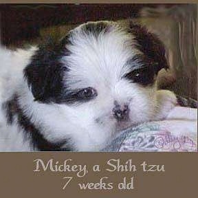 A fuzzy little white and black Shih-Tzu puppy is laying on a pillow and looking forward. The words - Micket, a Shih Tzu 7 weeks old - are overlayed at the bottom of the image.