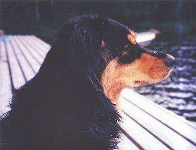 Close up - The front right side of a black and tan Small Greek Domestic Dog that is sitting on a wooden dock and it is looking out into the water.