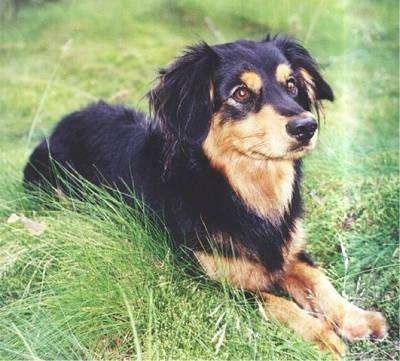 Bo, the Small Greek Domestic Dog. Her owner brought her