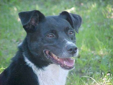 Close up head shot - The right side of a black and white dogs face, it is looking to the right, its mouth is open and it looks like it is smiling.