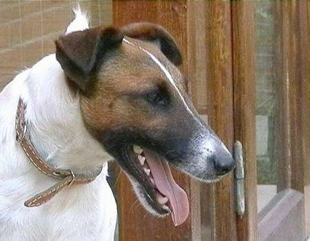 The front right side of a white with brown and black Smooth Fox Terrier dog standing on a porch and it is looking to the right. Its mouth is open and tongue is sticking out.