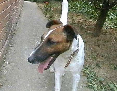 Front view A white with brown and black Smooth Fox Terrier is standing on a walkway that is next to a brick house. The dog is looking to the left, its mouth is open and its tongue is out.