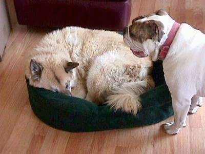 A tan with white dog is laying down in a green dog bed and standing overtop of him is Spike the Bulldog, his mouth is open and its tongue is sticking out.