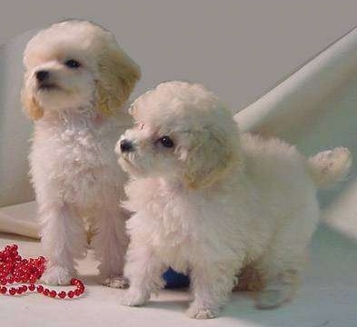  Poodle Puppies on Toy Poodle Information And Pictures  Toy Poodles  Teacup Poodles