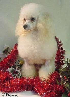 A fluffy tan Toy Poodle is sitting in front of a tan backdrop, around it is a red lei, it is looking down and to the left. It has long soft ears that hang down to the sides and a black nose.
