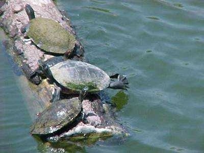 Three Turtles are laying on top of a log  that is floating in a body of water.