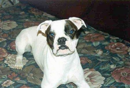 Close up front view - A white with brindle Valley Bulldog that is laying across a floral print bed looking up and its head is tilted to the left. It has ears that fold down and out to the sides, dark eyes and a black nose and black lips.