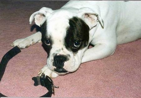 Close up front side view upper body shot - A white with brindle Valley Bulldog puppy is laying down across a carpet and there is a belt laying in front of it. The dog has a black nose and black lips with a white body.