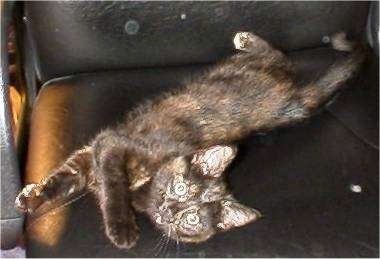 Vaughn the Kitten is laying on a black leather couch and stretching out towards the camera holder