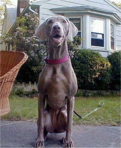 Front view - A tall Weimaraner dog is sitting on a concrete surface in front of a light green house with a bay window. The dog's mouth is open and it looks like it is smiling. It has wide drop soft looking ears and long legs.