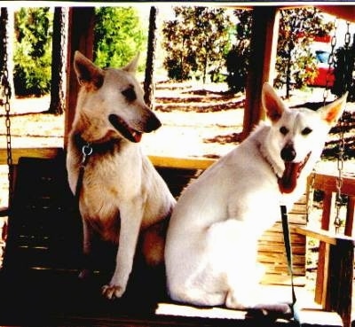 Two American White Shepherds are sitting on a swing under a gazebo