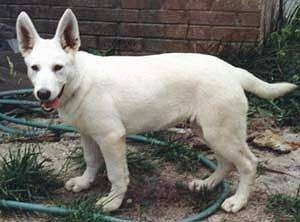 The left side of an American White Shepherd Puppy that is standing in a yard over top of a water hose and in front of a brick wall. It is looking forward.