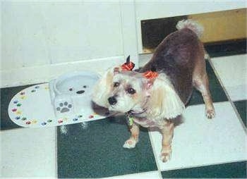 A black and tan Snorkie with two ribbons in its hair is standing on a tiled floor. It is looking up and to the left.