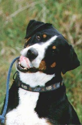 Close up A black with brown and white Appenzell Mountain Dog has a dog toy ball in its mouth and its head is tilted to the right