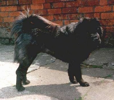 The right side of a black Chinese Shar-Pei that is standing across a concrete surface in front of a brick wall and it is looking forward. Its front legs are shorter than its back legs and its tail is curled up over its back.
