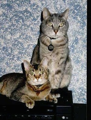 Fiona and Kirby the tiger cats are sitting and laying on a cable box