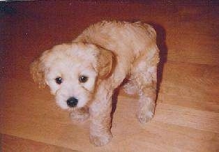 Sidney the tan Cockapoo puppy is walking on a hardwood floor