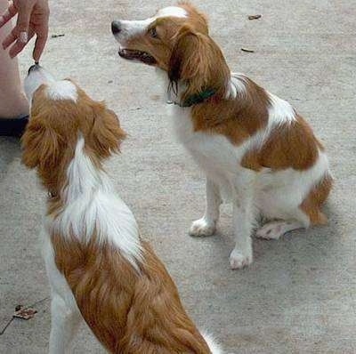 Two white with red Kooikerhondje dogs are sitting on concrete and there is a person in front of them touching one of the dog's nose