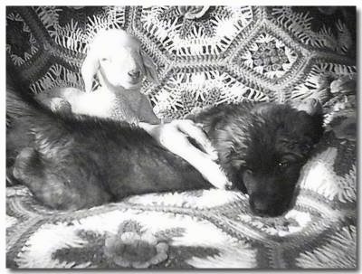 A Leonberger puppy is laying on a dog bed and there is a lamb behind it with its front legs over the side of the puppy. The puppy is larger than the lamb.
