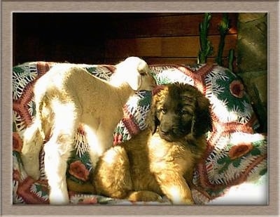 A Leonberger puppy is sitting on a dog bed covered in a white, green, red and pink flowered blanket next to a white baby lamb that is standing behind it and smelling its ear.