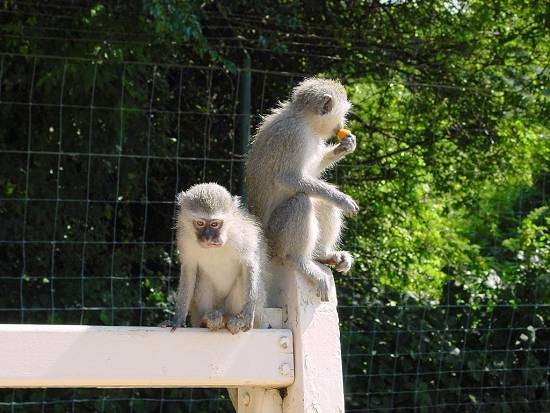 Two little monkeys are sitting on a bench. The right most monkey is eating a fruit and the monkey on the left is looking down.