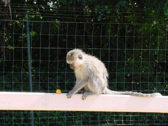 A Monkey sitting on the back of a bench with a piece of fruit to the left of it and a fence behind it