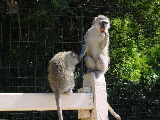 Two Monkeys are eating fruit on a bench with a fence behind them. One has its back turned to the away.